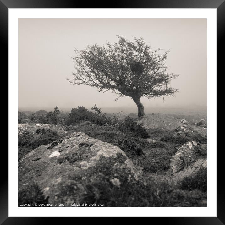 Dartmoor Tree Framed Mounted Print by Dave Bowman