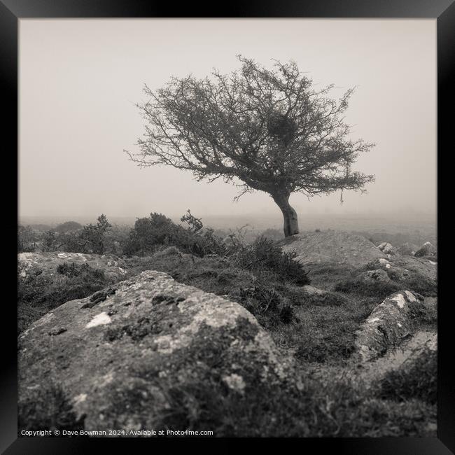 Dartmoor Tree Framed Print by Dave Bowman