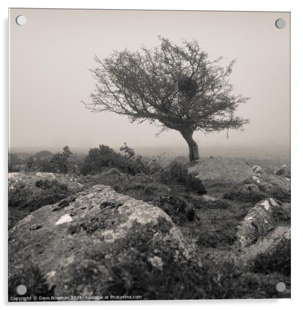 Dartmoor Tree Acrylic by Dave Bowman