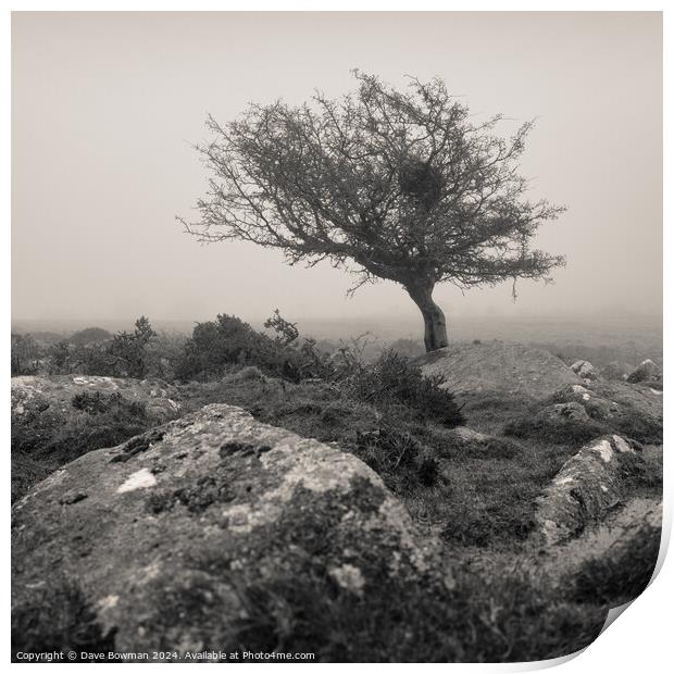 Dartmoor Tree Print by Dave Bowman