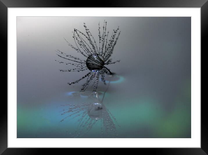 Seed head Reflection Framed Mounted Print by Martin Smith