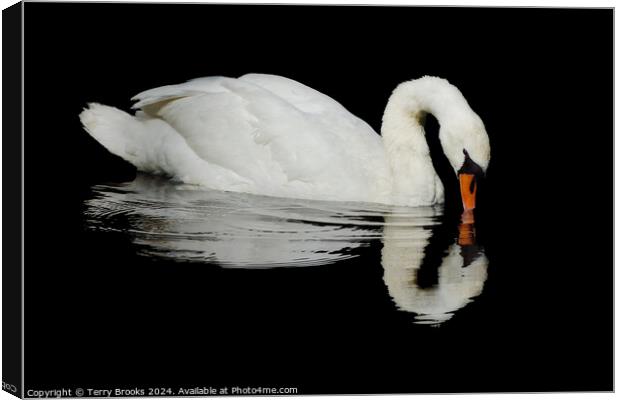 Swan Reflection Canvas Print by Terry Brooks