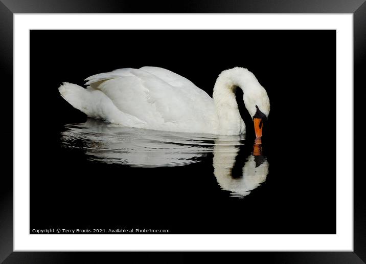 Swan Reflection Framed Mounted Print by Terry Brooks
