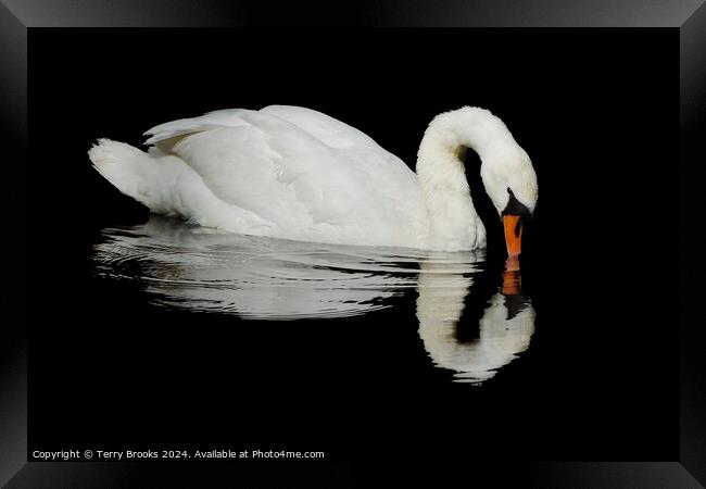 Swan Reflection Framed Print by Terry Brooks