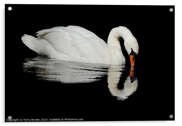 Swan Reflection Acrylic by Terry Brooks