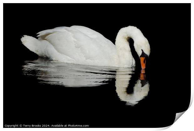Swan Reflection Print by Terry Brooks