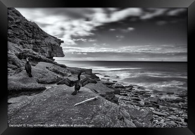 Cormorants on the Rocks Framed Print by Tom McPherson