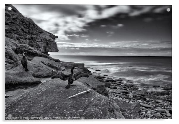 Cormorants on the Rocks Acrylic by Tom McPherson