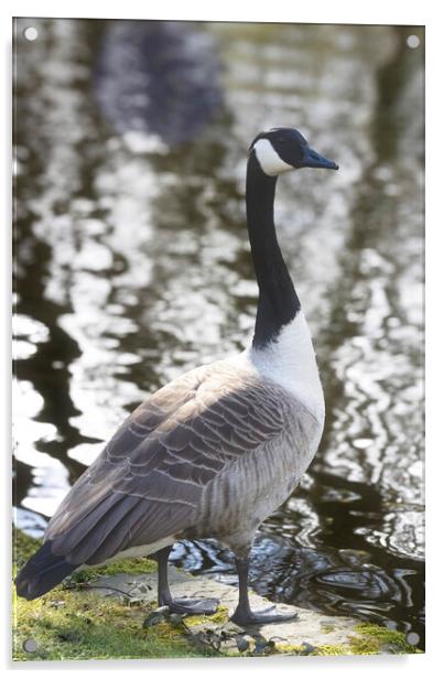 Canadian Goose Acrylic by Glen Allen