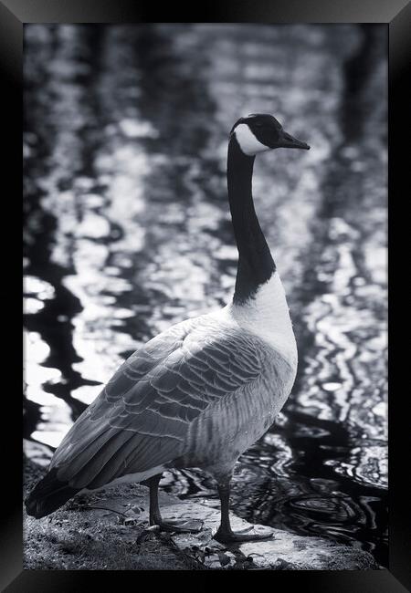 Canadian Goose - Mono Framed Print by Glen Allen