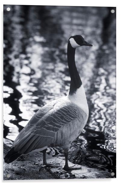Canadian Goose - Mono Acrylic by Glen Allen