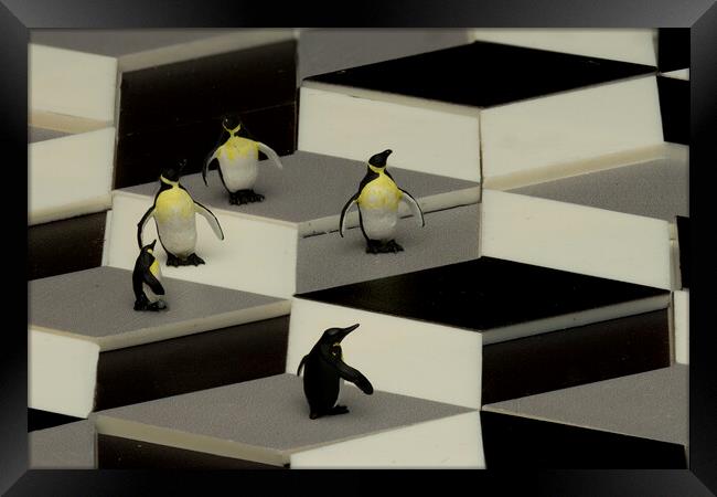 Penguins In An Illusion Framed Print by Steve Purnell