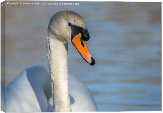 The majestic mute swan in portrait Canvas Print by Adrian Rowley