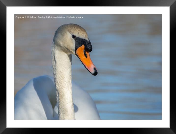 The majestic mute swan in portrait Framed Mounted Print by Adrian Rowley