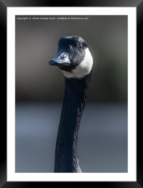 A canada Goose in portrait Framed Mounted Print by Adrian Rowley