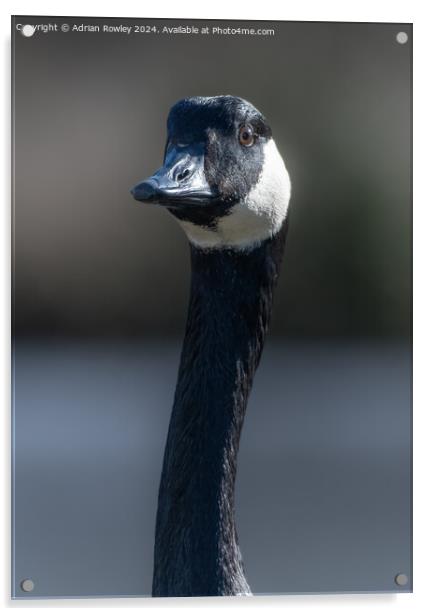 A canada Goose in portrait Acrylic by Adrian Rowley