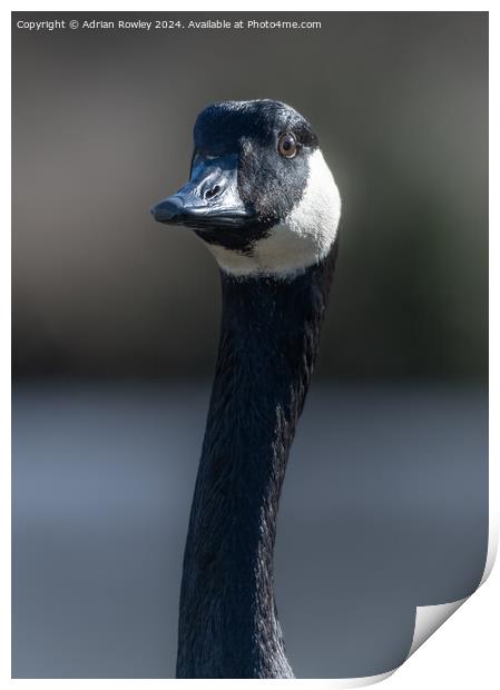 A canada Goose in portrait Print by Adrian Rowley