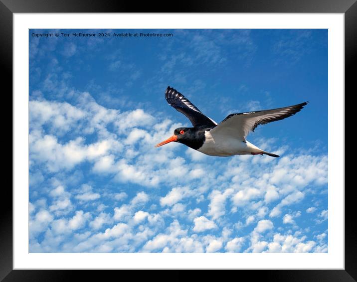 Oystercatcher in Flight Framed Mounted Print by Tom McPherson