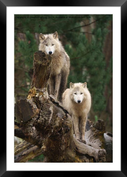 White Wolves' Realm Framed Mounted Print by rawshutterbug 