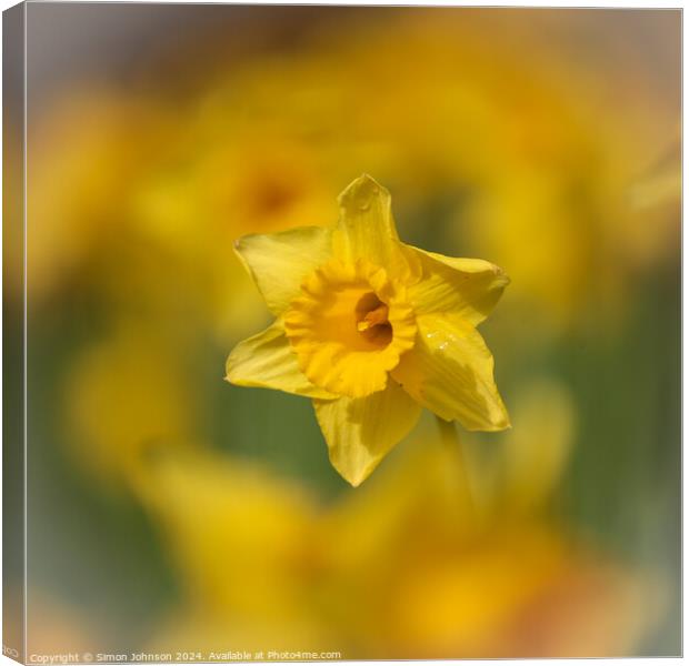 Daffodil  flower Canvas Print by Simon Johnson