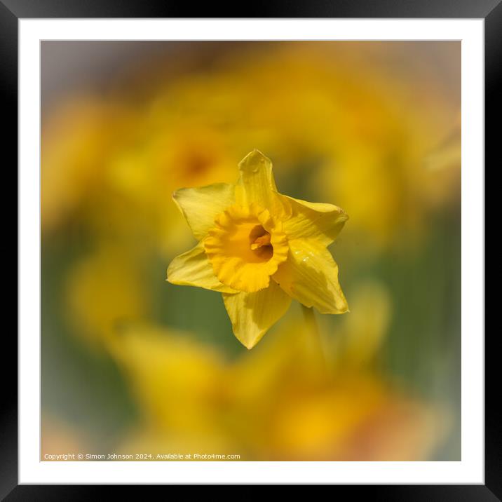 Daffodil  flower Framed Mounted Print by Simon Johnson