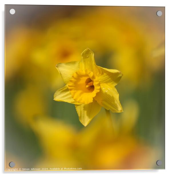 Daffodil  flower Acrylic by Simon Johnson