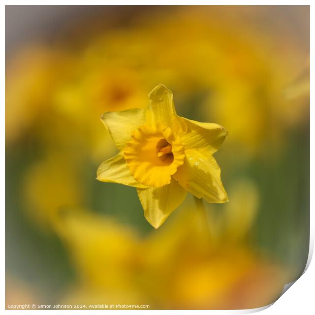 Daffodil  flower Print by Simon Johnson