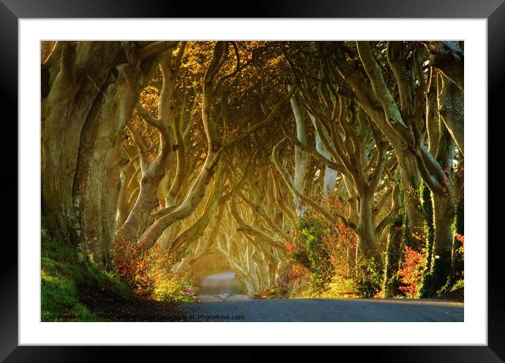 Dark Hedges Framed Mounted Print by ANDY MORROW