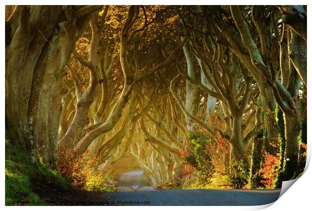 Dark Hedges Print by ANDY MORROW