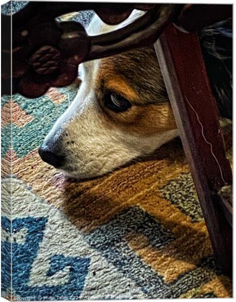 A close up of a dog Canvas Print by Philip Teale