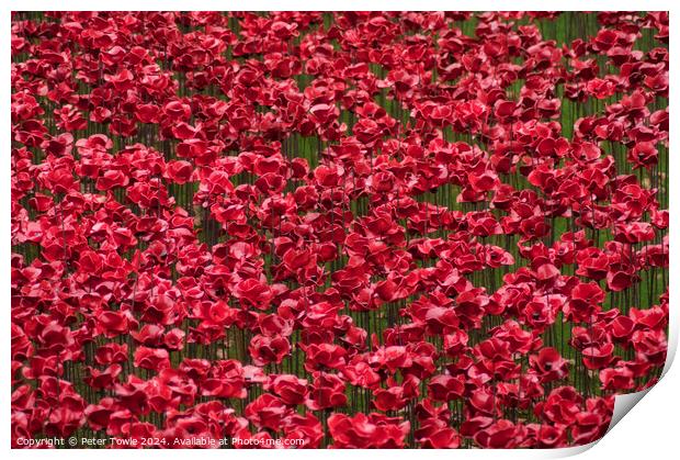 Poppies from the Tower of London Print by Peter Towle