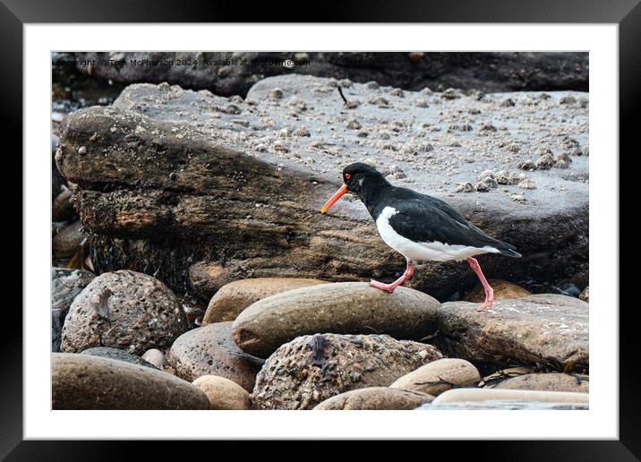 Oystercatcher Framed Mounted Print by Tom McPherson