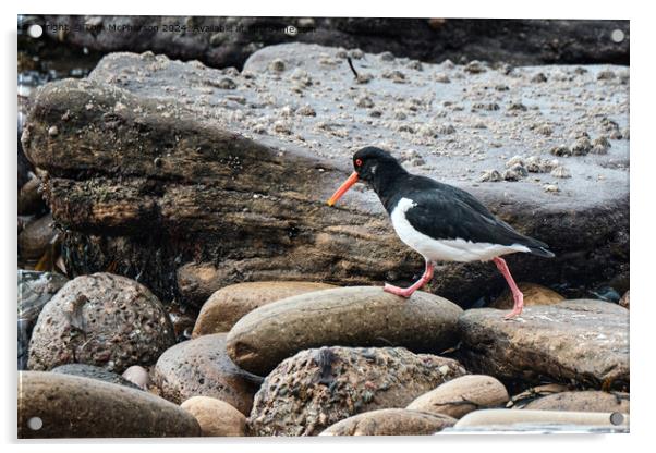 Oystercatcher Acrylic by Tom McPherson