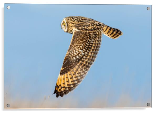 Short-Eared Owl Acrylic by Brett Pearson