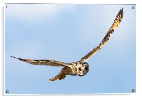 Short-Eared Owl Acrylic by Brett Pearson