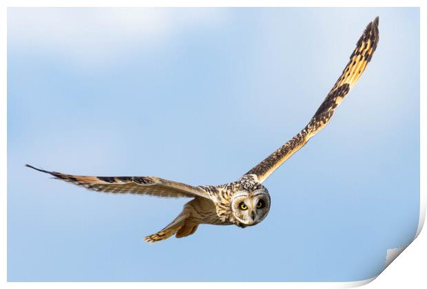 Short-Eared Owl Print by Brett Pearson