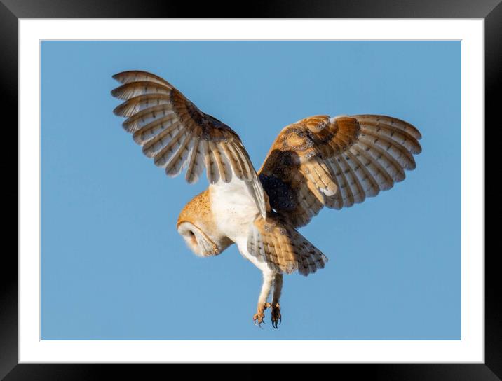 Hovering Barn Owl Framed Mounted Print by Brett Pearson