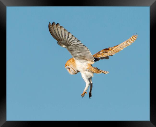 Barn Owl in flight Framed Print by Leanne Green