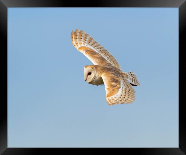 Barn Owl in flight Framed Print by Leanne Green