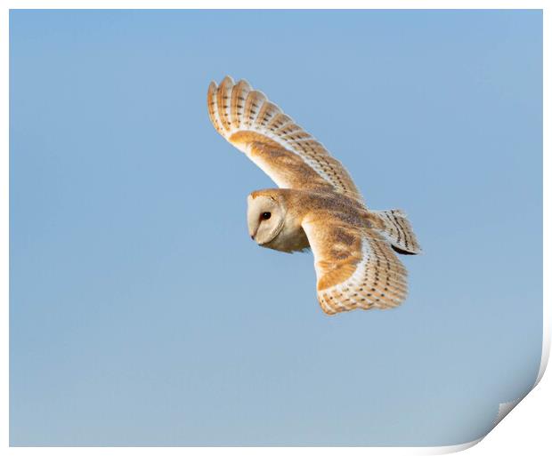 Barn Owl in flight Print by Leanne Green