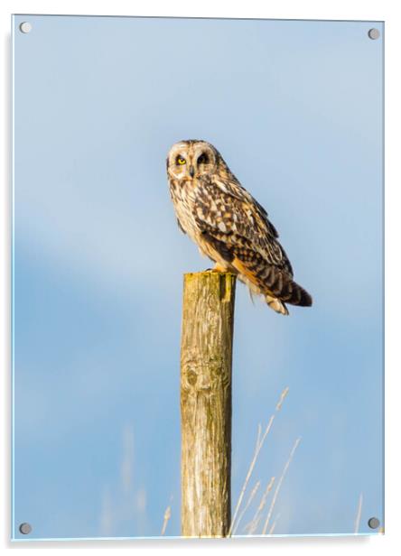 Short -Eared Owl Acrylic by Leanne Green