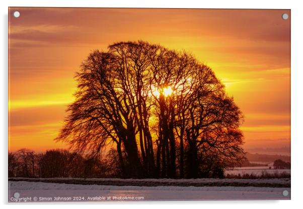  trres at sunrise Acrylic by Simon Johnson