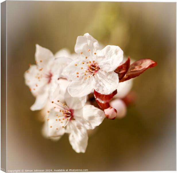 spring Blosssom Canvas Print by Simon Johnson