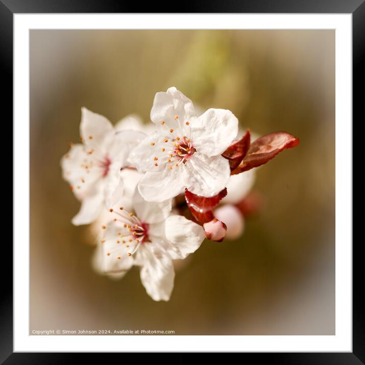 spring Blosssom Framed Mounted Print by Simon Johnson