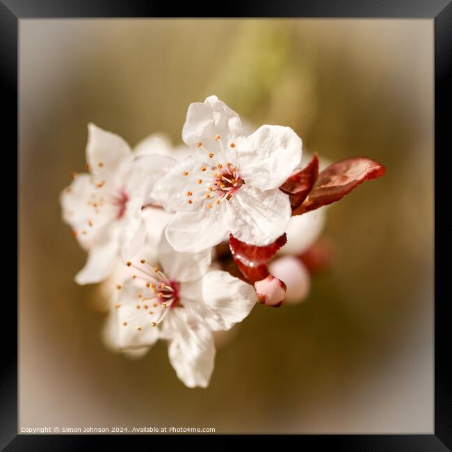spring Blosssom Framed Print by Simon Johnson