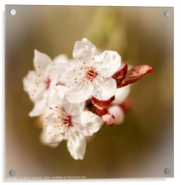 spring Blosssom Acrylic by Simon Johnson