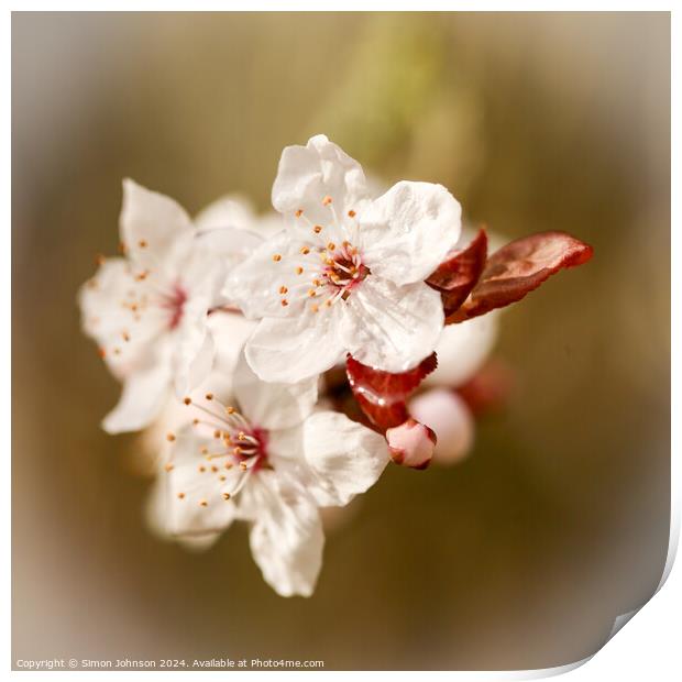 spring Blosssom Print by Simon Johnson