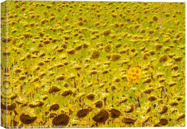 Sunflower field - Rabe de las Calzadas Canvas Print by Laszlo Konya