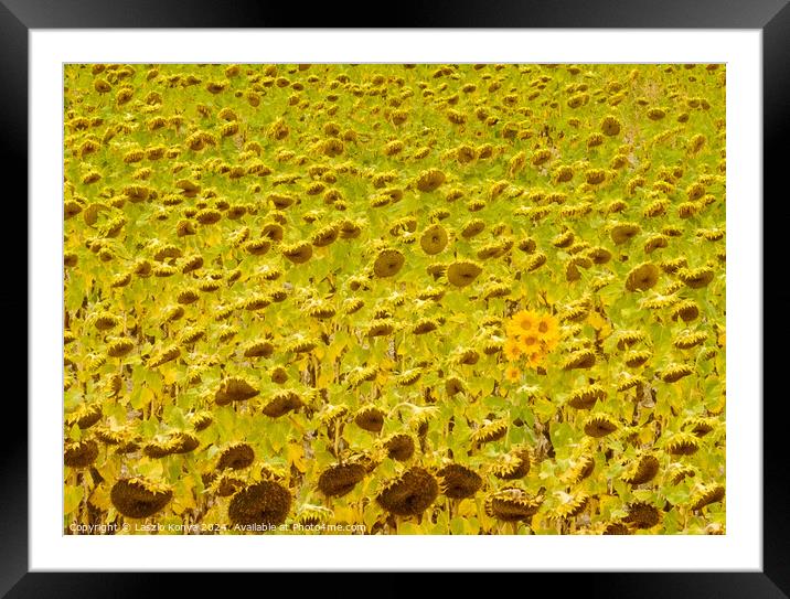 Sunflower field - Rabe de las Calzadas Framed Mounted Print by Laszlo Konya