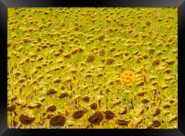 Sunflower field - Rabe de las Calzadas Framed Print by Laszlo Konya
